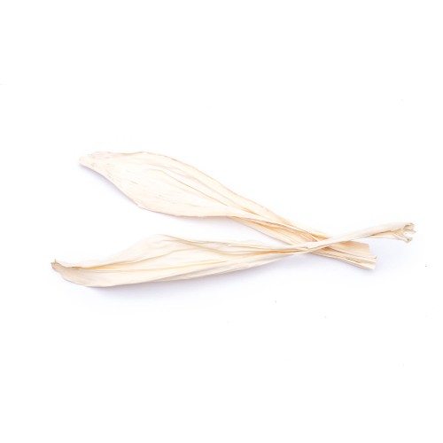 BEETLE COVER - WYBIELANY : BLD.jpg