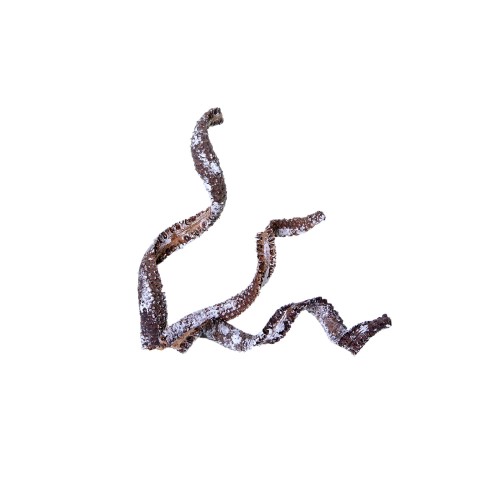 PALM COBRA - SNOW TIP.jpg