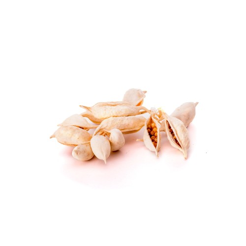 BRACHYCITION - WYBIELANY : BLD.jpg