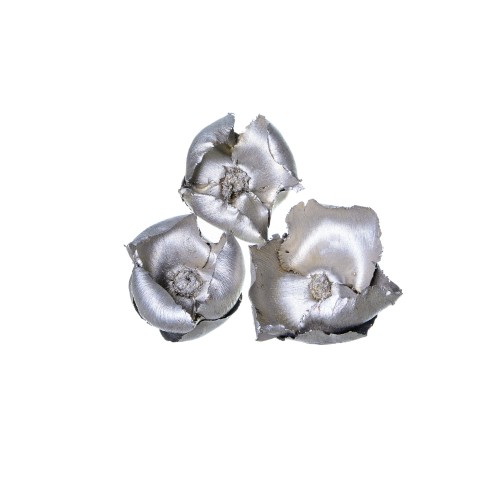 PALM CUP - CHAMPAGNE.jpg