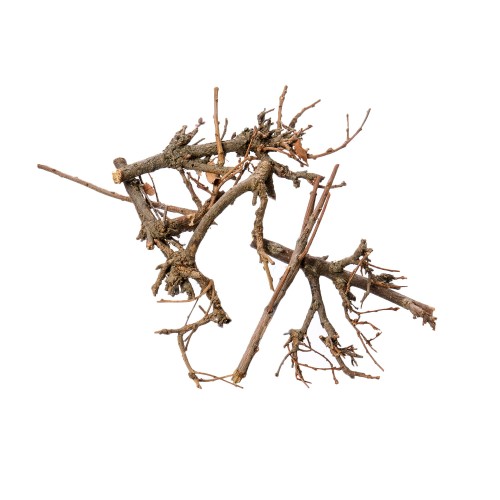 PINAR BONSAI - NATURE.jpg