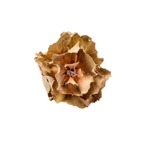 HAKEA VICTORIA - NATURE_1.jpg