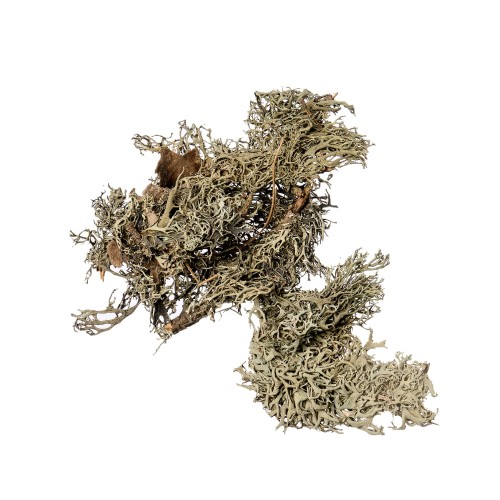 MECH - GREY NATURE.jpg