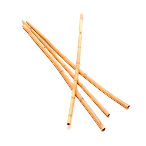 CANNA 40cm - 200cm.jpg