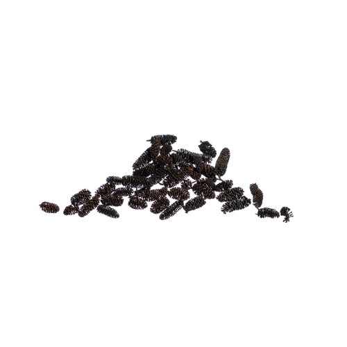 BIRCH PINE - NATURE.jpg