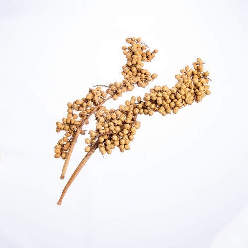 CANELLA SUPER SPECIAL.jpg