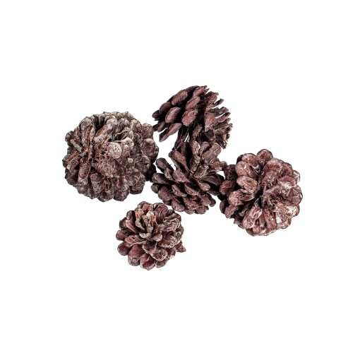 PINE CONE - BR-WW.jpg