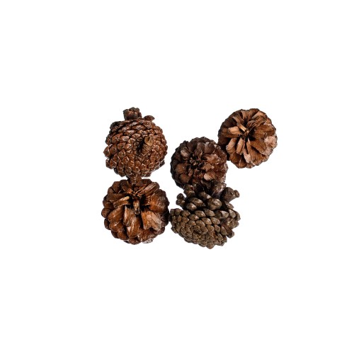PINE CONE - LAKIEROWANY.jpg