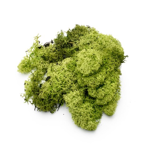 CHROBOTEK - ZIELONY.jpg