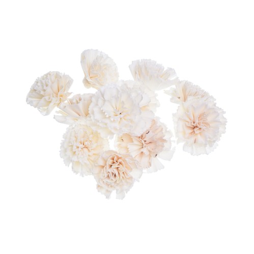 SHOLA CARNATION - 8 cm.jpg