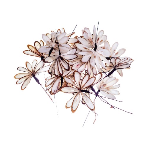 SHOLA MAYUR - 8cm.jpg