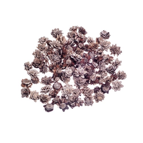 SHOLA ZINNIA MIX - 2cm -.jpg