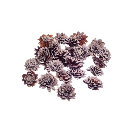 SHOLA ZINNIA MIX - 4 cm.jpg