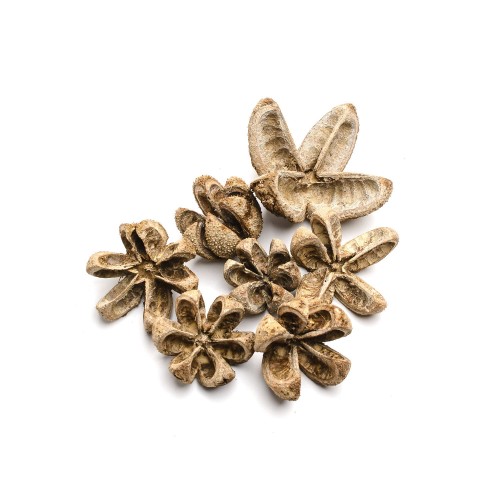 WILD ORANGE - WHITE WASHED.jpg