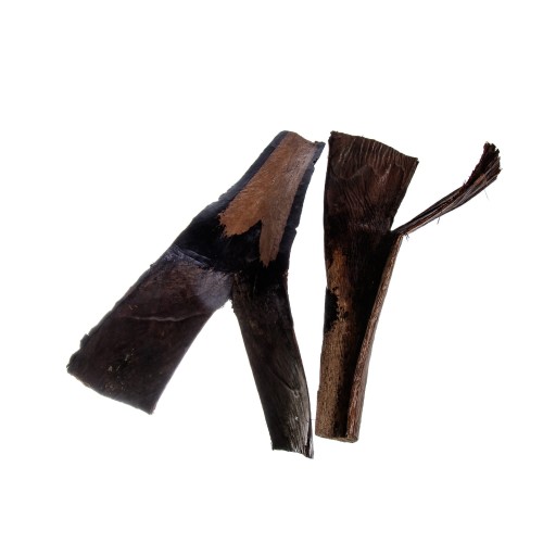 PALM SING - NATURE.jpg