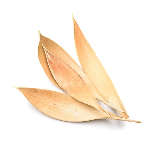 COCO SHELL MDM - BLD.jpg