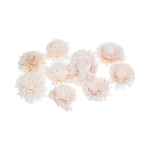 SHOLA ZINNIA - 8cm.jpg