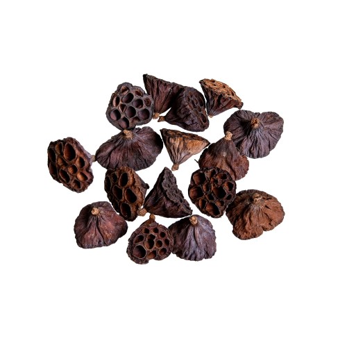 LOTOS MINI - NATURA.jpg