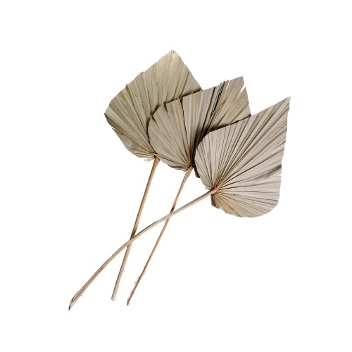 PALM SPEAR EXTRA LARGE - NATURE.jpg