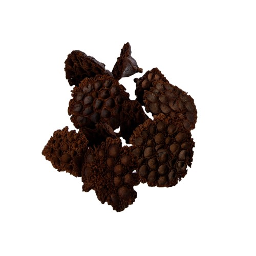 LOTOS HEADS - 6cm : 10 szt..jpg