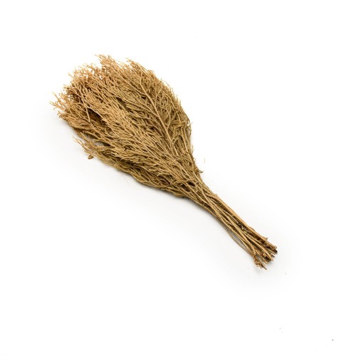 CYPRYS BUSH - NATURE.jpg