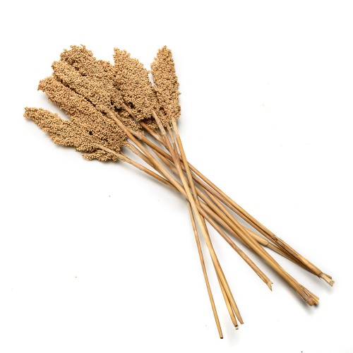 INDIAN WHITE CORN - NATURE.jpg