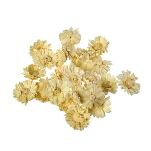 SHOLA SUNFLOWER 4:25.jpg