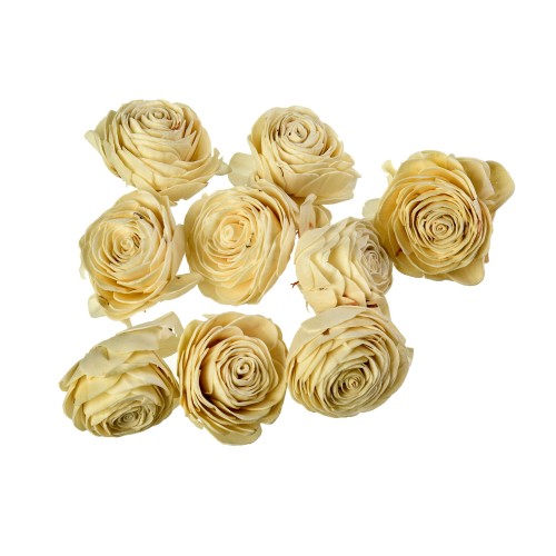 SHOLA BEAUTY ROSE 6:12.jpg
