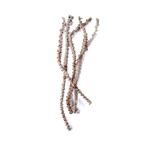 BANANA STEM WAX - BRĄZOWY.jpg