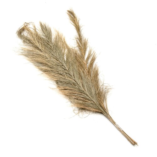 KHEJUR DATE JHAT - NATURE.jpg