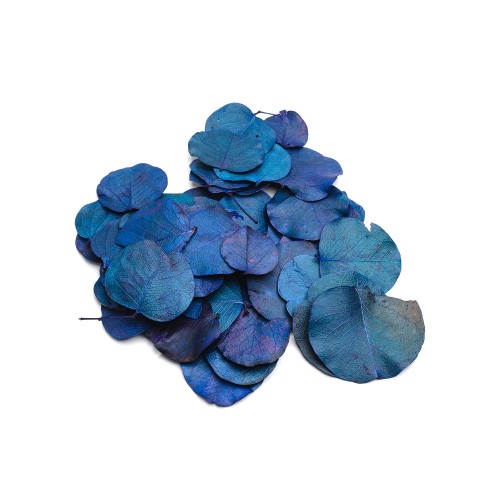 LIŚĆ MONETKA - NIEBIESKI : BLUE.jpg