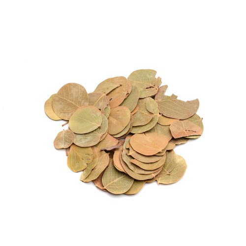 LIŚĆ MONETA - NATURE.jpg