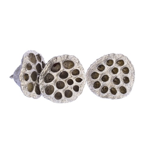 LOTOS DUŻY : LARGE - SZAMPAN.jpg