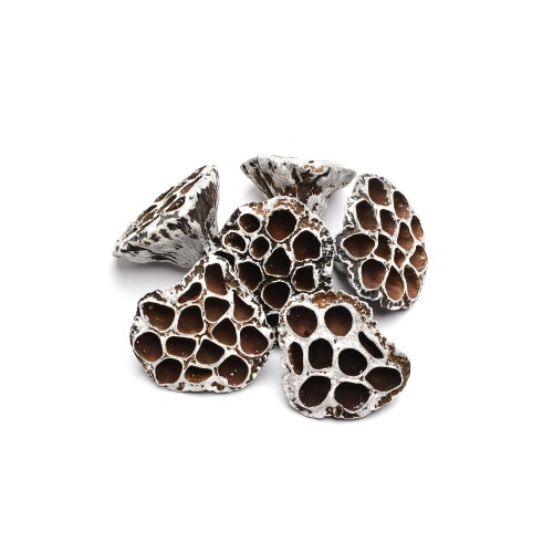 LOTOS ŚREDNI : MDM - SNOW TIP.jpg