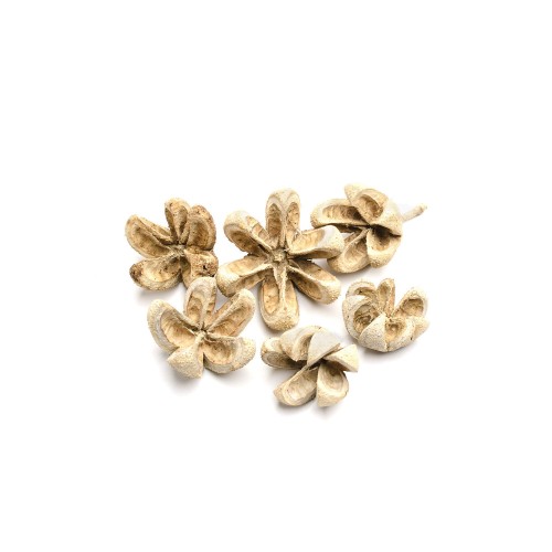 WILD ORANGE - WYBIELANY : BLD.jpg