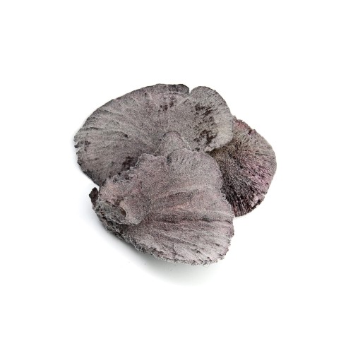 SPONG MASHROOM - KATHA FLOK.jpg