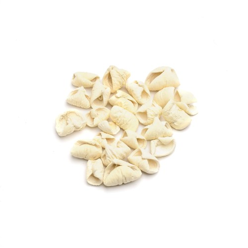 MINI PRADEEP - WYBIELANY : BLD.jpg