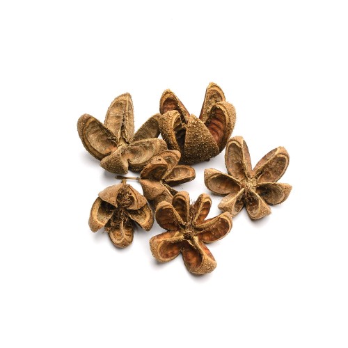 WILD ORANGE - NATURE.jpg