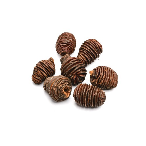 PLATYSPERNUM 8cm -  NATURE.jpg