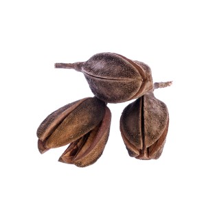 THUJA POD