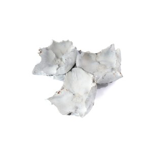 PALM CUP WAX COLOR 