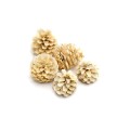 PINE FRUIT : CONE- WYBIELANY : BLD (1).jpg