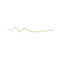 CURLY WILLOW 60cm - NATURE WHITE.jpg