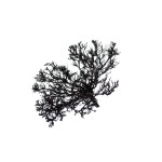DRY TREE BLACK