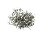 DRY TREE CHAMPAGNE