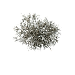 DRY TREE CHAMPAGNE