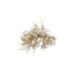 DRY TREE GOLD