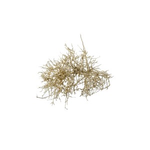 DRY TREE GOLD