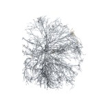 DRY TREE GREY