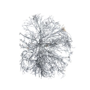 DRY TREE GREY
